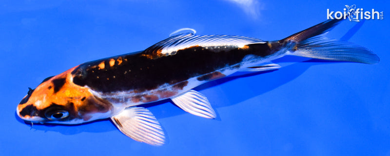5.25" BENI KIKOKURYU
