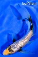 5.25" GINRIN MATSUKAWABAKE BUTTERFLY