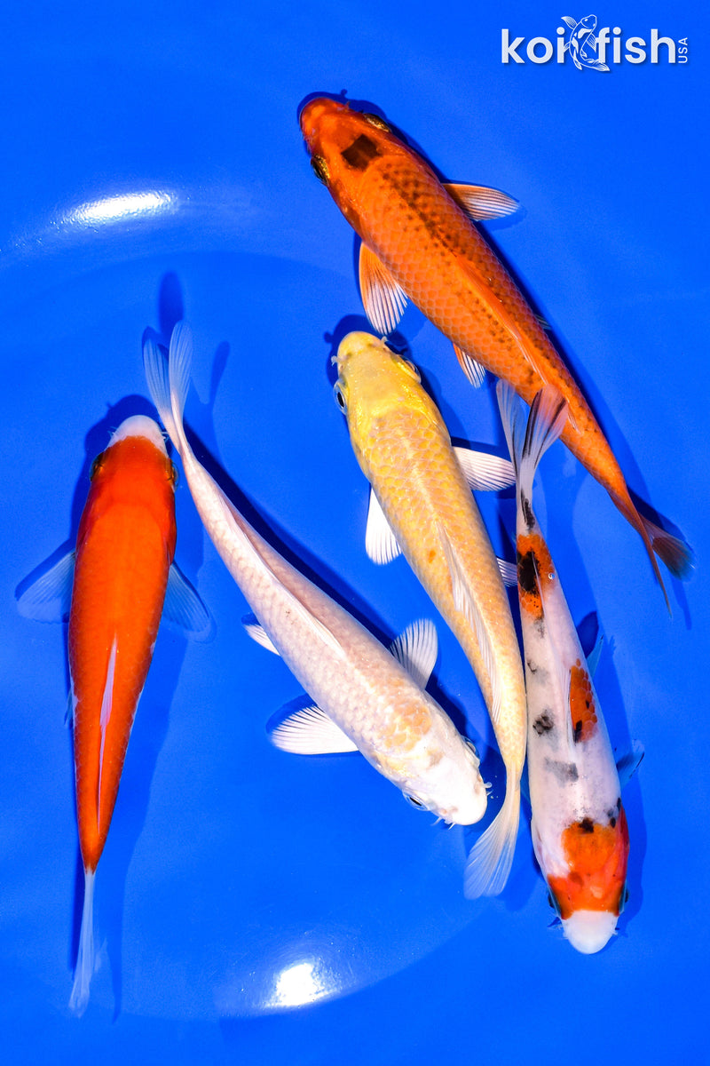 PACK OF (5) 4-5" STANDARD KOI