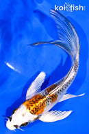 5.75" KUJAKU BUTTERFLY