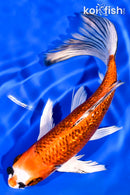 7" GINRIN KUJAKU BUTTERFLY