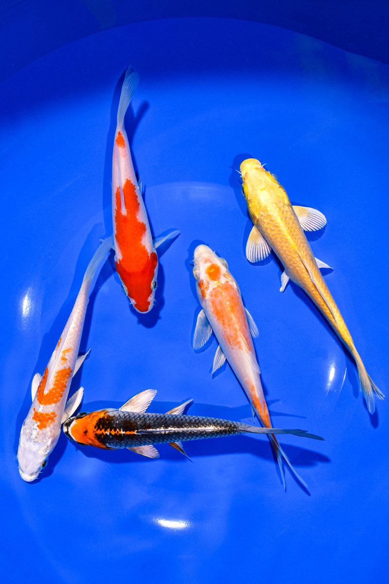 PACK OF (5) 5-6" STANDARD KOI