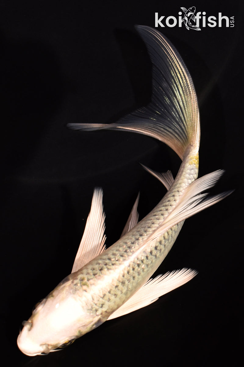 5.75" GIN MATSUBA BUTTERFLY