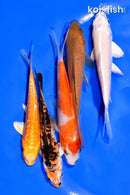 PACK OF (5) 3-4" STANDARD KOI
