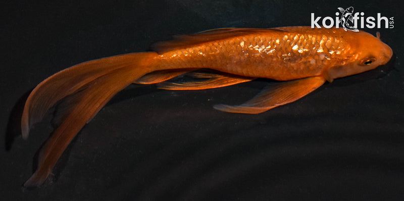 6" GINRIN CHAGOI BUTTERFLY