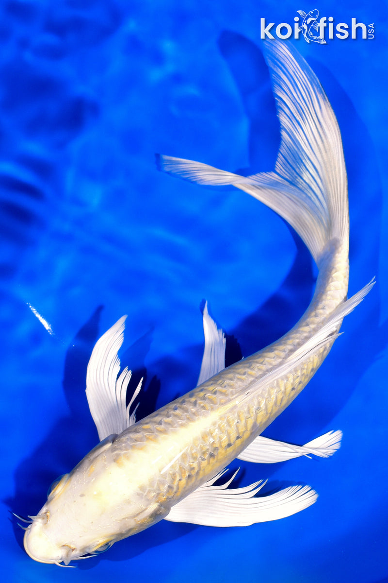 8.5" GINRIN CREAMY OGON BUTTERFLY
