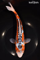 10" ARAGOKE HI SHUSUI