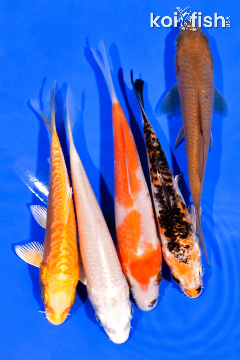 PACK OF (5) 3-4" STANDARD KOI
