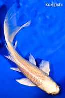 6.5" YAMABUKI OGON BUTTERFLY