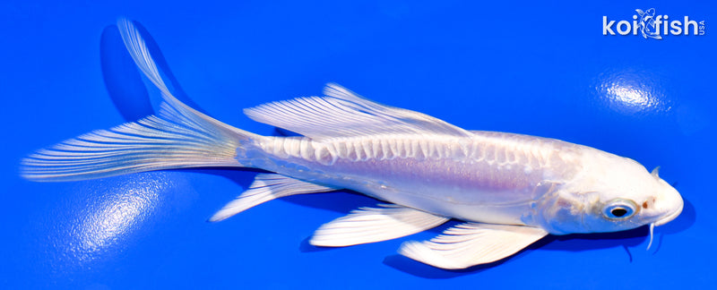 5.75" DOITSU PLATINUM OGON BUTTERFLY