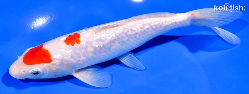 7.75" GINRIN  MARUTEN KOHAKU