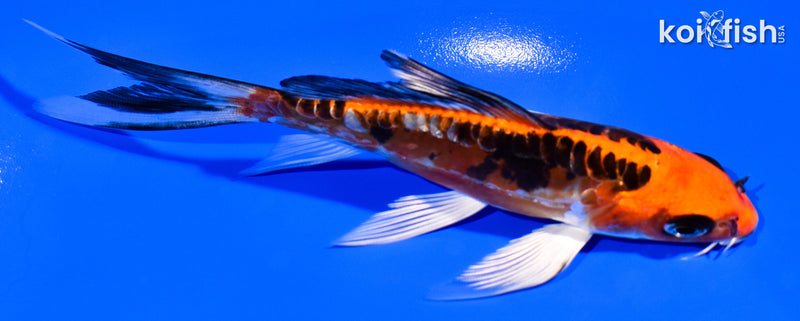 5.25" BENI KIKOKURYU BUTTERFLY