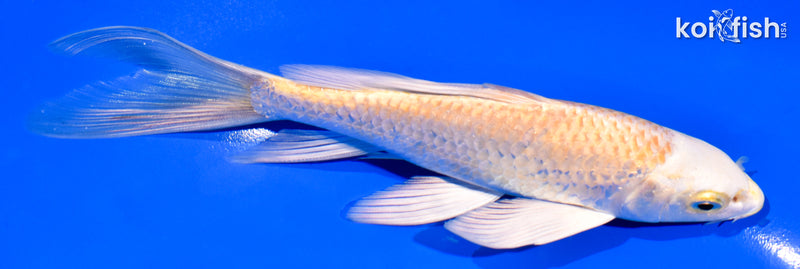 6.5" YAMABUKI OGON BUTTERFLY