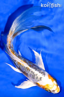 6.5" KIN KIKOKURYU BUTTERFLY