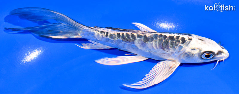 6.75" ARAGOKE KIKOKURYU BUTTERFLY