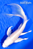 7.75" PLATINUM OGON BUTTERFLY