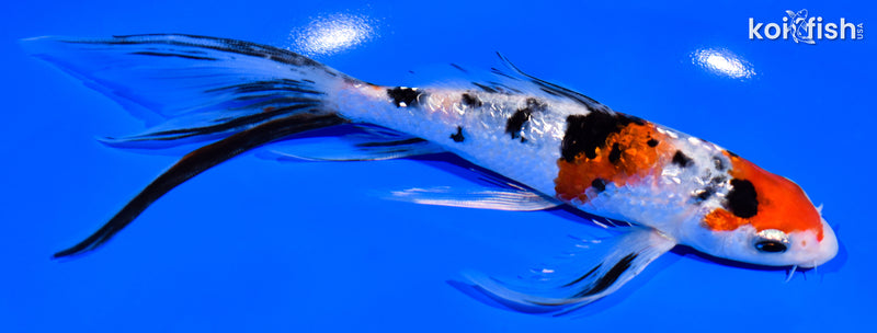 7.75" GINRIN SANKE BUTTERFLY
