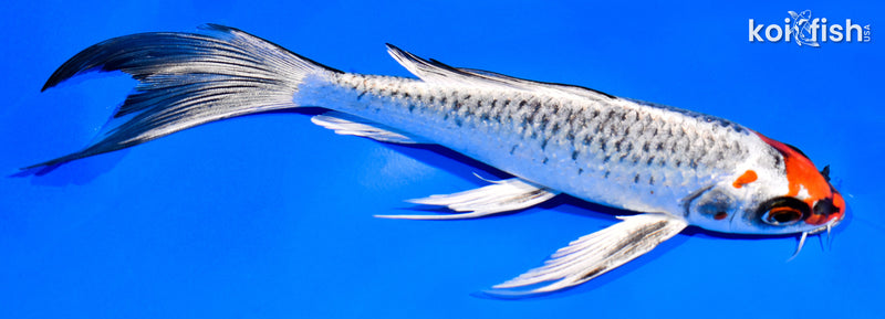 7.25" KUJAKU BUTTERFLY