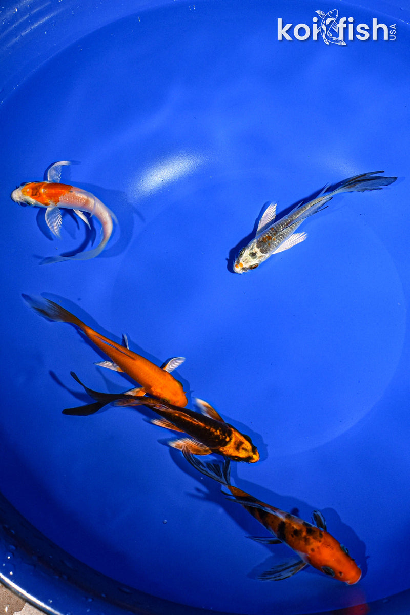 PACK OF (5) 3-4" BUTTERFLY KOI