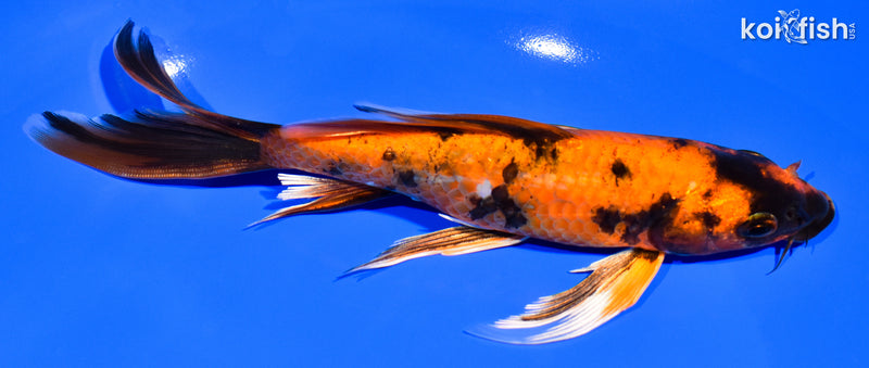 7.25" KIN HI UTSURI BUTTERFLY
