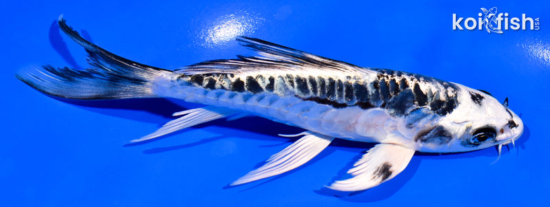 6" ARAGOKE KIKOKURYU BUTTERFLY