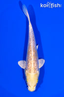 5" GINRIN YAMABUKI OGON