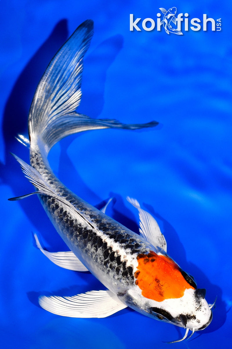 6.25" TANCHO KUJAKU