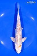 7.75" GINRIN HARIWAKE