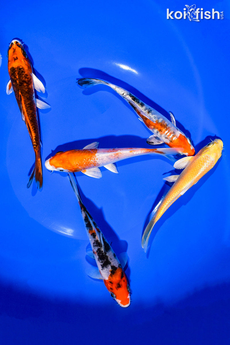 PACK OF (5) 5-6" STANDARD KOI