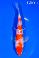 6.75" GINRIN KOHAKU