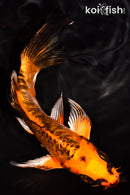 6.5" ARAGOKE BENI KIKOKURYU BUTTERFLY