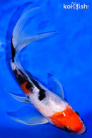 7" DOITSU SANKE BUTTERFLY