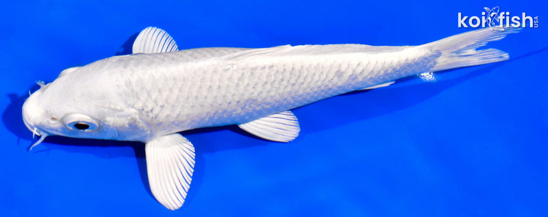 6.5" PLATINUM OGON