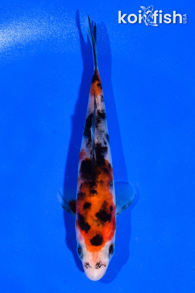 4.5" SANKE