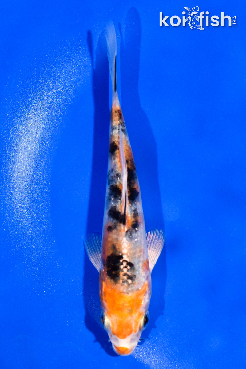 5" YAMATO NISHIKI