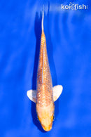 5.5" GINRIN YAMABUKI OGON