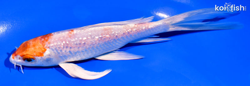 6.25" GINRIN HARIWAKE BUTTERFLY