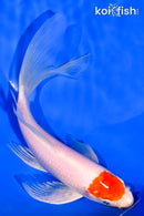 7.25" TANCHO KOHAKU BUTTERFLY