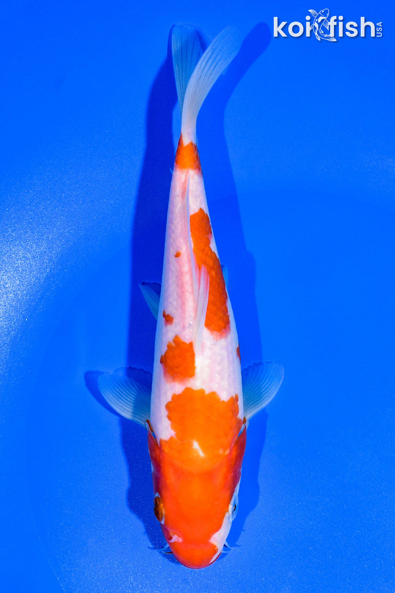 7" KOHAKU