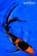 5.25" SANKE BUTTERFLY