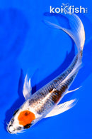 5.25" TANCHO BENI GINGA BUTTERFLY