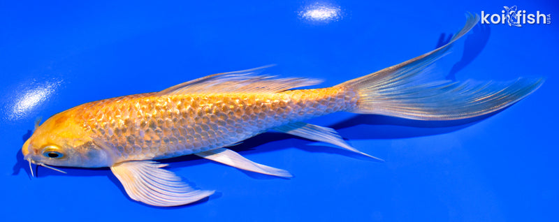 7.25" YAMABUKI OGON BUTTERFLY