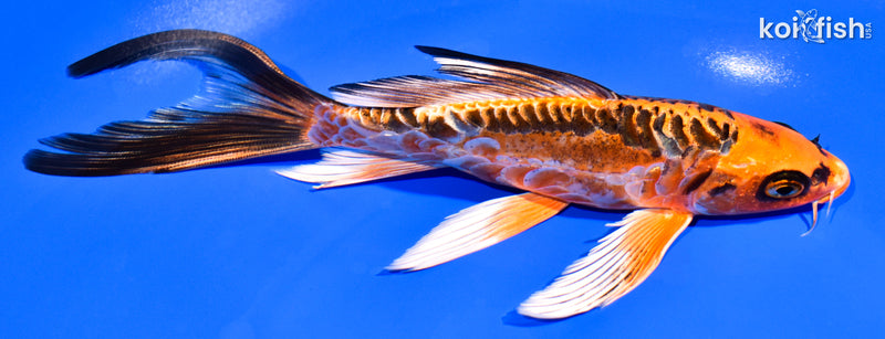 7.25" ARAGOKE BENI KIKOKURYU BUTTERFLY