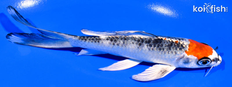 6" MARUTEN KUJAKU BUTTERFLY