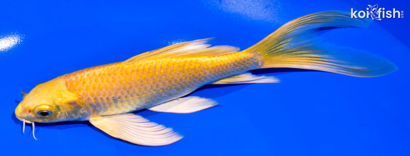 7.25" YAMABUKI OGON BUTTERFLY