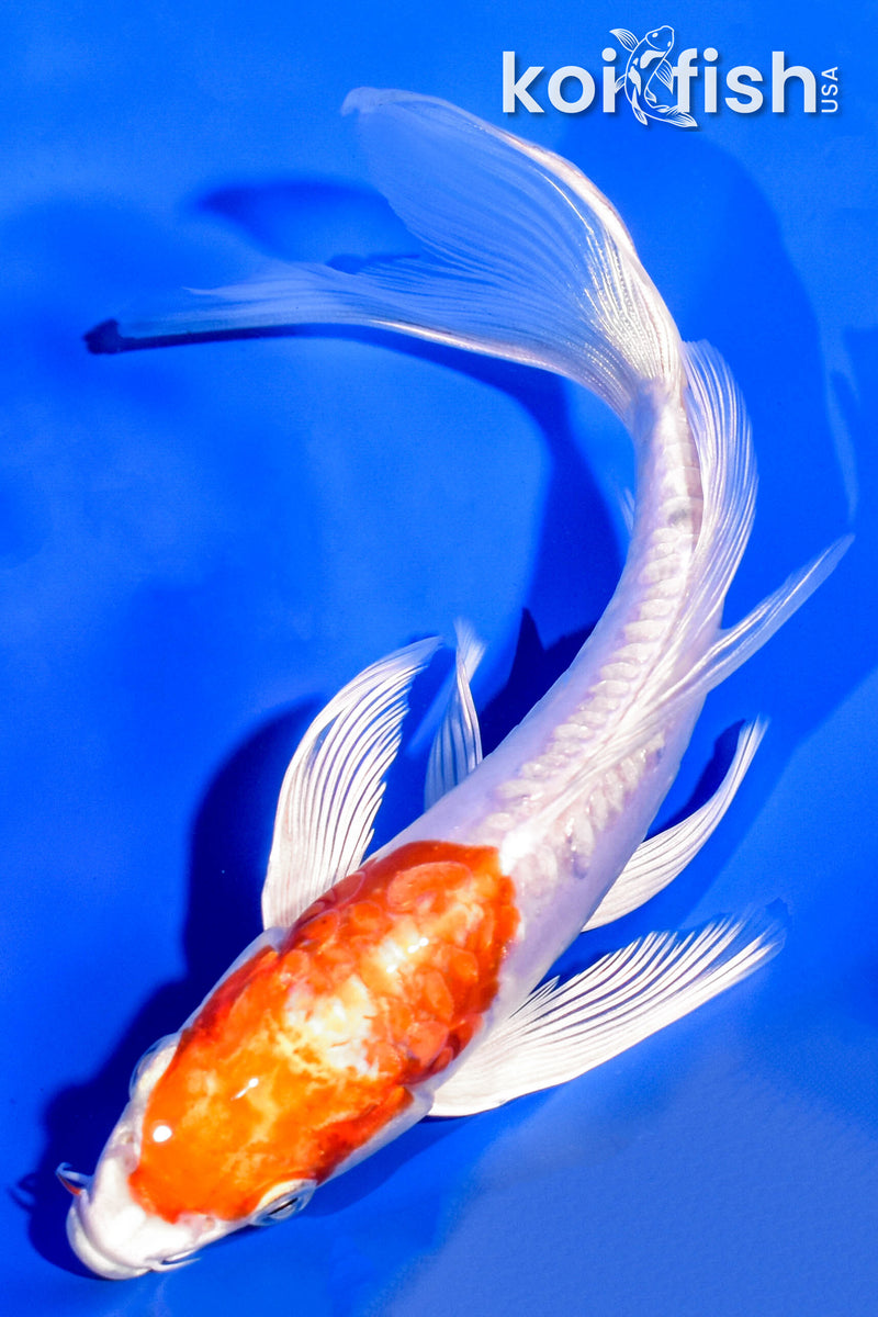 7.25" KIKUSUI BUTTERFLY