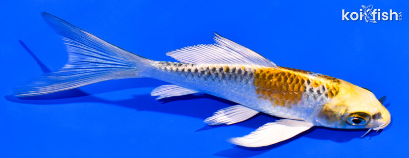 5" GINRIN KUJAKU BUTTERFLY