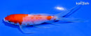 5.25" KOHAKU BUTTERFLY