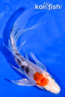 5" YAMATO NISHIKI BUTTERFLY