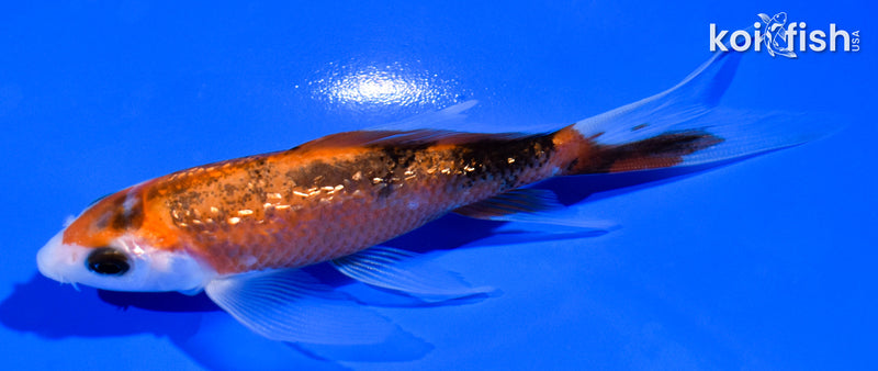 4.5" GINRIN AKA SANKE BUTTERFLY